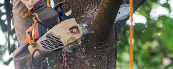 Best Lawn Maintenance Plans  in Purdy, WA