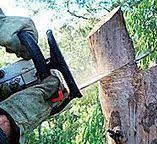 Best Tree and Shrub Care  in Purdy, WA