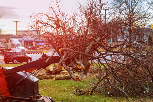 How Our Tree Care Process Works  in  Purdy, WA