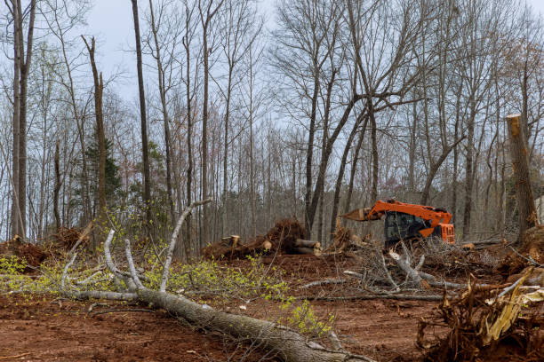 Best Leaf Removal  in Purdy, WA