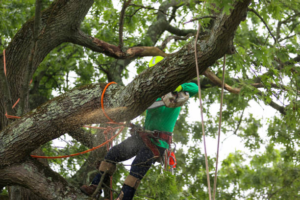 Best Utility Line Clearance  in Purdy, WA