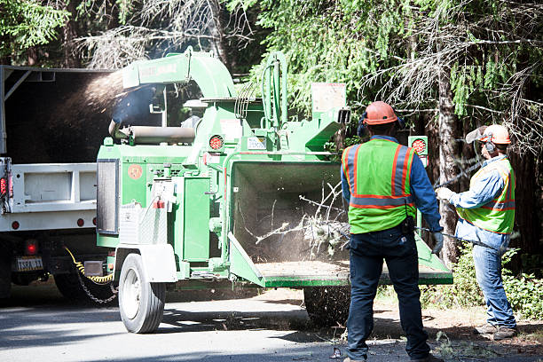Best Arborist Consultation Services  in Purdy, WA