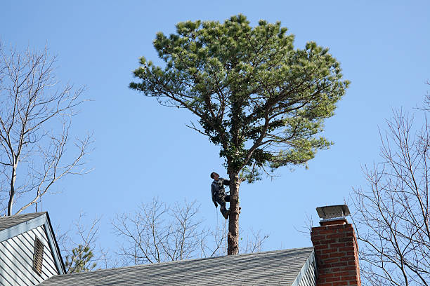 Best Root Management and Removal  in Purdy, WA