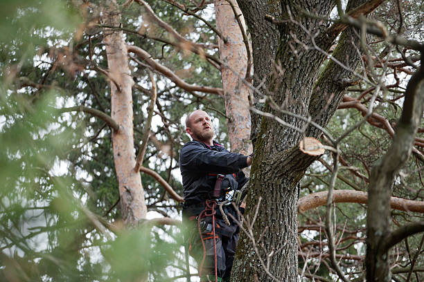 Best Lawn Pest Prevention  in Purdy, WA