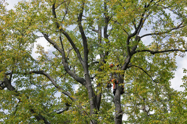 Best Commercial Tree Services  in Purdy, WA